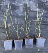 Borówka Amerykańska Patriot Wysyłka w paczce 48szt