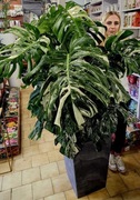 Monstera Variegata ogromna