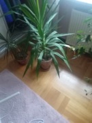 Palma Yucca roślina doniczkowa