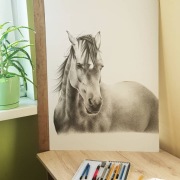Rysunek konia 50x70cm