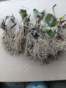 Sadzonki truskawek Rumba