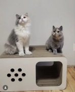 ECO drapak dla kota DOMEK Mniejszy z drewnianym frontem od Kocie Sprawki