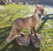 Lis spreparowany /wypchany