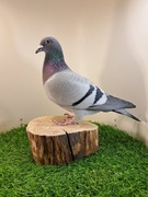 Gołębie pocztowe. Super materiał do rozpłodu Knapik Piotr i Tomasz