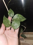 hoya ko chang island