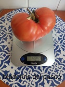 Pomidor  Madonna del Pasco  kolekcjonerski 