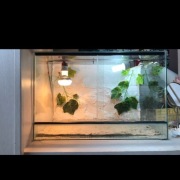 Terarium 