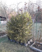 tuja, żywotnik zachodni