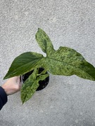 Syngonium 'MOTTLED' Syngonium podophyllum (Mojito) P10 ~20CM! Zroślicha