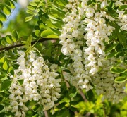 Robinia akacjowa. Grochodrzew. Biała. Sadzonka