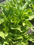 Hosta Funkia zielone liście sadzonka