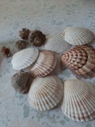 Muszle  dekoracyjne i użytkowe 