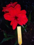 Zwartnica, Amarylis "Kajka" obwód 22+cm