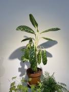 Aglaonema - XL - duża roślina - bardzo wdzięczna - Poznań