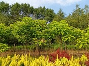 Katalpa bignoniowa, berberysy, thuje