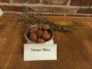 ZIEMNIAK ODPORNY na ZARAZĘ SAPRO MIRA    kolekcja