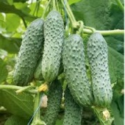Ogórek Mirabelle F1 - Nasiona Holenderskie