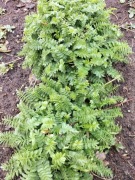 Wielosił błękitny - MIODODAJNY  (5szt)