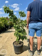 Dereń kousa / Cornus kousa 'Milky Way' / 80-100cm / 20l