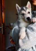 Szczenię Syberian Husky 