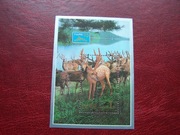 Korea CTO Fauna Zwierzęta Jeleń