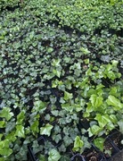 ŚCIANA BLUSZCZU hedera helix 130-150 cm SADZONKA