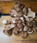 Białoporek brzozowy  ręcznie zbierany -doskonała jakość 100g