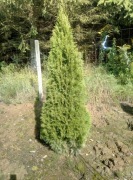 Tuja Thuja Smaragd - wys. 100-220cm kopane