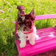 Urocza suczka Biro Yorkshire Terrier skradnie każde serce