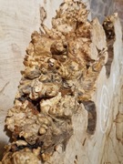 CZECZOTA Kasztan 82/67/9 Blat Plaster Stolik Live Edge Drewno DIY  Suchy