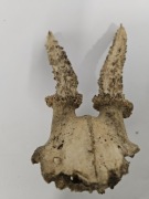 Czaszka i poroże kozła -sarny