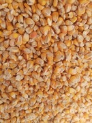 kukurydza 25 kg sucha 