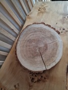 Plaster Drewna Dąb 40 cm Szlifowany Suchy Stroik Święta Ozdoba Wesele DIY