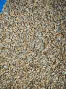 Pszenica dla kur prosto od rolnika 20 kg