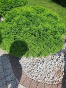 TUJA DANICA kulista gęsta duża wysoka 