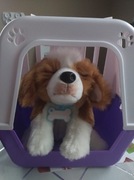 Nowy nie strawiony prezent 