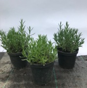 Lawenda Hidcote, Munstead ,Grosso,Grappenhall, Edelweiss ,Little Lady