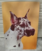 Widokówka Pocztówka PIES DOG ARLEKIN