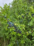 Tarnina Tarka Świeże Owoce Owoc Śliwka 5kg