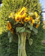 Słoneczniki ozdobne 