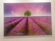 Szklany obraz pole lawendy