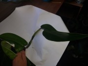 Philodendron emerald duke cięty 