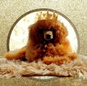 Pudel MINIATURKA / TOY Kolor Czerwony / Red / Red Brown / Fawn