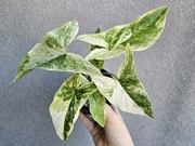 Syngonium kolekcjonerskie Mint of Sumatra cięta duża pędówka 