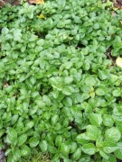 Oregano, lebiodka   (Origanum vulgare)