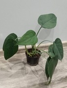 Syngonium chiapense dark night