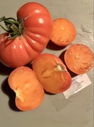 Pomidor Golden Ox, kolekcjonerskie nasiona