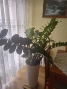 ZAMIOKULKAS W DONICY