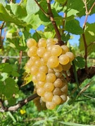 Sadzonki winorośli SOLARIS winorośl wino, deserowe, przerobowe WINNICA