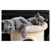 Kotek Kot rasowy brytyjski